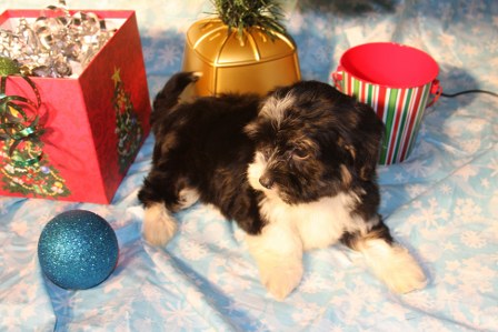 havanese-puppies